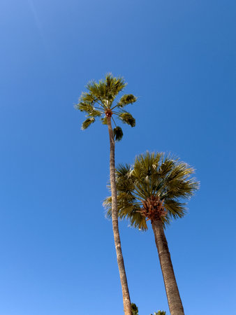 Two tropical palm trees against a bright sunny blue skyの写真素材