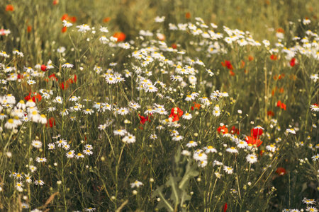 daisies and poppies on a flower meadow at sunset in summerの写真素材