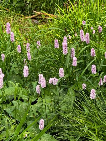 Plant known as Persicaria bistorta Superba. Grows near water. Serpentineの写真素材