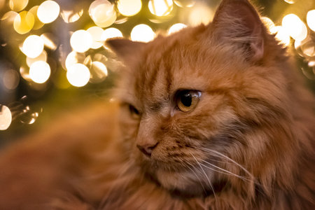 A fluffy ginger cat lies in a room under a festively decorated Christmas tree. Holidays and pets