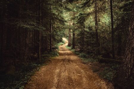 Remote, unpaved, winding country road in the dense forest. Dramatic image.の写真素材