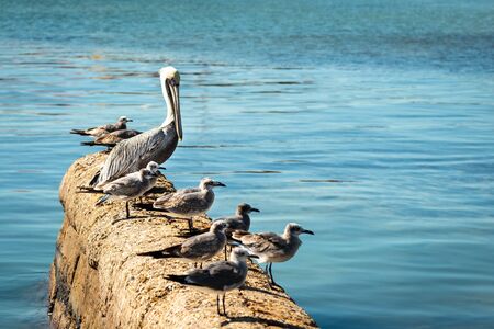 Seagulls and big pelican looking for food in the Caribbean Sea standing on the pier. Turquoise water.の写真素材