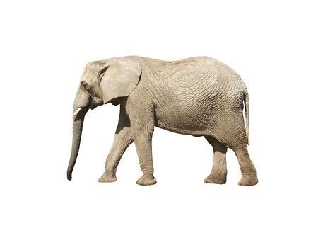 Elephant close up. Grey elephant isolatedの写真素材