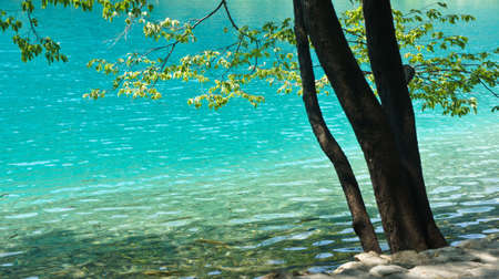 Crystal water and tree, Plitvice Lakes in Croatia, National Parkの写真素材