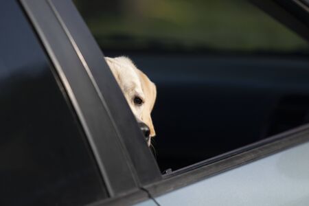 Little puppy peeks out of window while waiting for owner in carの写真素材