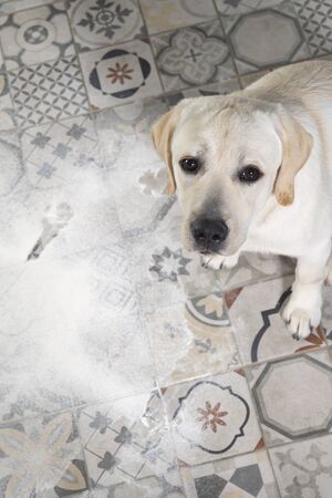 Naughty labrador puppy sitting in heap of flour scattered on kitchen floor.の写真素材