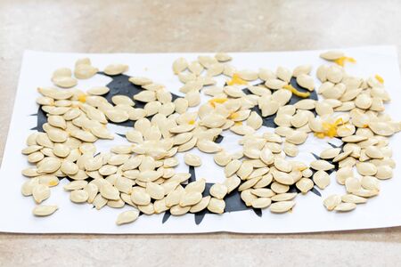 pumpkin seeds spread out on sheet for drying. Harvesting seeds for plantingの写真素材