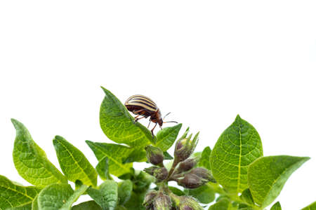 Colorado potato beetle on green leaves on white backgroundの写真素材