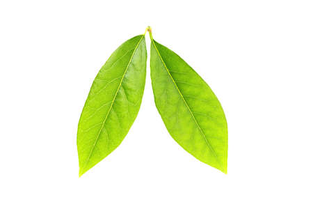 Green leaf isolated on white background. Fresh leaves. Top view