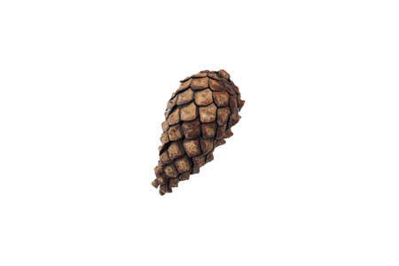 fir or pine cone on a white background.