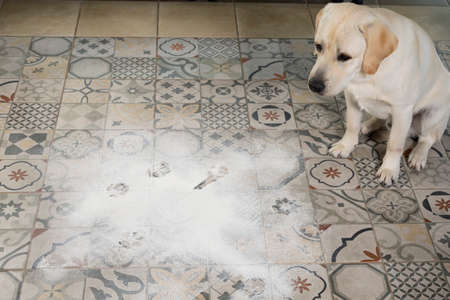 naughty labrador puppy. dog sits in middle of mess, near scattered flour on kitchen floor.の写真素材
