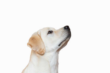 Nice labrador dog isolated on white background.の写真素材