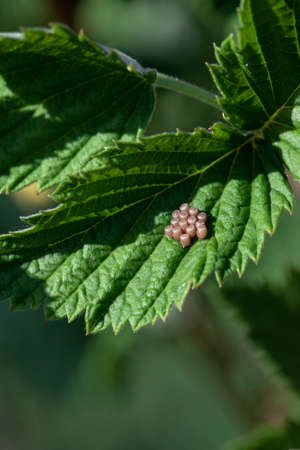Many insect eggs are deposited on leaf of raspberries.の写真素材