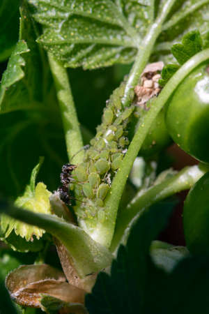 Macro shoot ants and aphids, symbiosis. Aphids are destructive insect pests on cultivated plants.