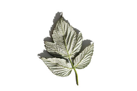 Green raspberry leaves with shadow on white background. reverse side