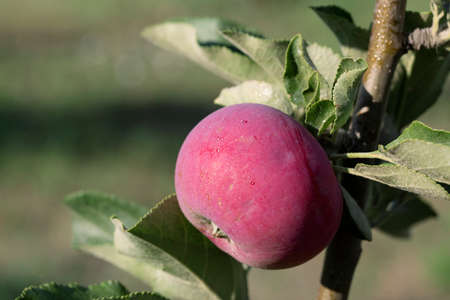 Red apple close-up on green garden background.の写真素材