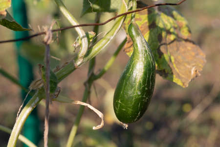 Deformation of cucumber fruit as result of lack of trace elements in plant. Insufficient watering