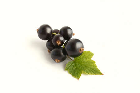 Fresh isolated berries. Black currants on white backgroundの写真素材
