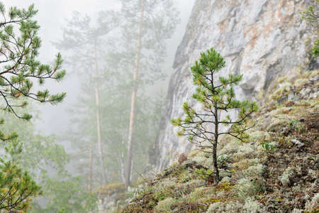 Young pine tree on steep slope and mountain ridge. Thick morning fog in forest in mountains.の写真素材