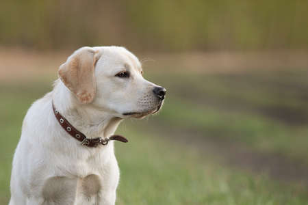 amazing portrait of young labrador retriever dog puppy at walk in park in spring. Copy space
