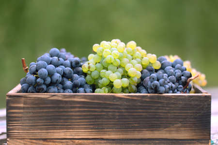 Sweet white and blue grape harvest on wooden tableの写真素材