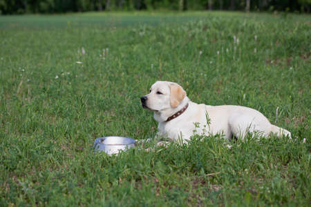 Hungry labrador with bowl of dog food ready to eat. waiting for permission from ownerの写真素材