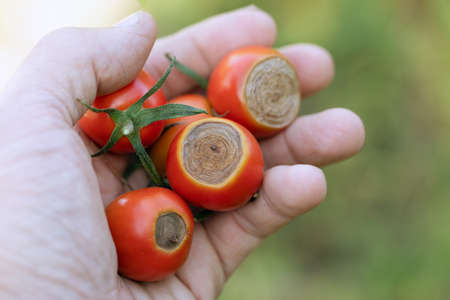 Sick Cherry tomatoes affected by disease vertex rot in handの写真素材