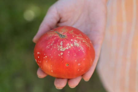 yellow, white spots on tomato fruit are sign of bacterial cancer of plantの写真素材