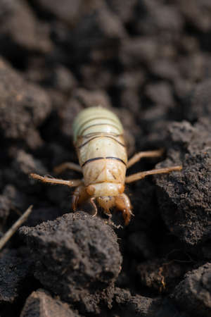 larva of Gryllotalpa gryllotalpa or European mole cricket digging ground in close up low angle view