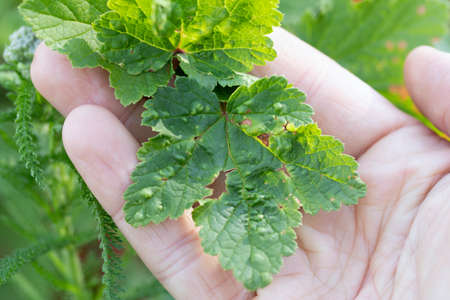 close up leaves of currants affected by currant aphids berry bush disease with bulges.