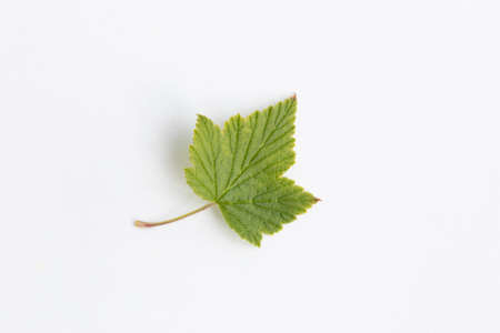 Ribes nigrum, blackcurrant leaves on white backgroundの写真素材