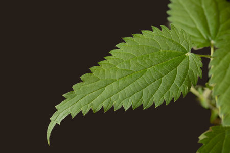 Green fresh stinging nettle leaves on black background. Copy space. Can use as bannerの写真素材