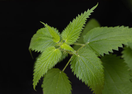 Macro photo of plant nettle. medical herbs on black background. Copy space. Can use as bannerの写真素材