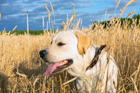 Labrador dog sitting in wheat field and breathes with his tongue hanging out in morning sun lightの写真素材