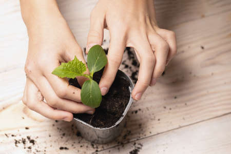 woman plants young seedling plant in pot with soil on wooden table. concept of gardening, farming. Selective focus, top viewの写真素材
