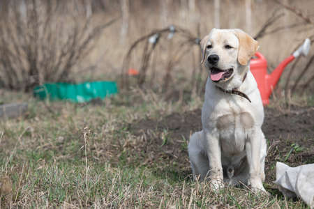 labrador retriever puppy sitting outdoor in backyard