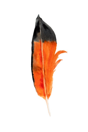 watercolor red feather illustration, isolated hand painting element.の写真素材