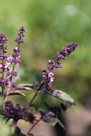 Inflorescence of red or purple basil in garden. Ocimum basilicum purpurescensの写真素材