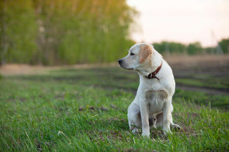 Labrador dog on nature in park. Pet for walk in springtime.