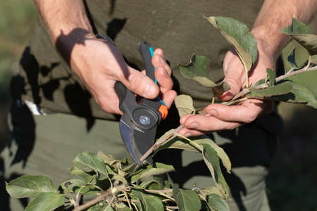 Closeup of gardeners hand with garden pruner making spring pruning of tree tree branches early in...