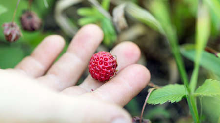 kid holds wild strawberry berry in his hand in forest background. selective focus