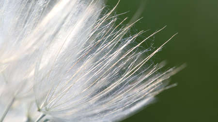 Close up of dandelion seed flower with delicate openwork pattern on green background. macro