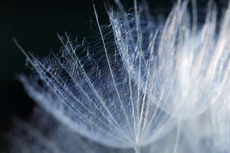 Close up of dandelion seed flower background with delicate openwork pattern. macroの写真素材
