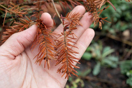 On palm of person is sick branch of coniferous plant from burn became brown in color in close-up on...
