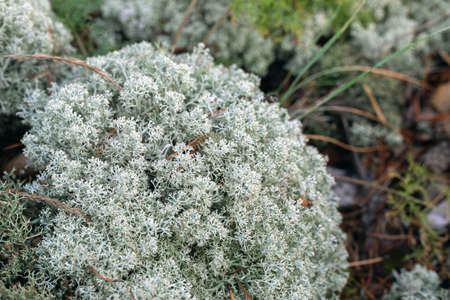 macro photo of deer Iceland moss or Cetraria islandica bush, selective focus. Herbal medicine.の写真素材