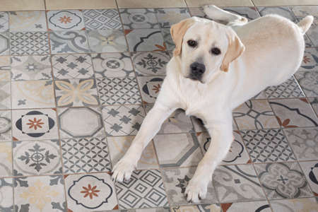 Young Labrador retriever dog lies on floor of house and stares intently at camera. Domestic pet animal behavior, obedience and patienceの写真素材