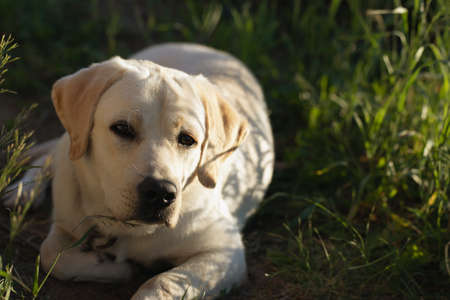 yellow labrador retriever dog lying calmly on green grass outdoors, having rest.
