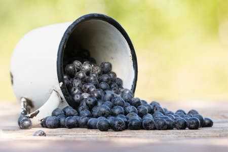 Fresh ripe aronia melanocarpa or black-fruited mountain ash on blurred natural background, selective...