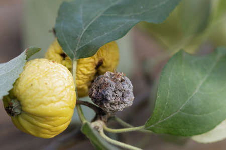 Close-up of yellow apple fruits affected by bacterial pathology with small shriveled two yellow and...