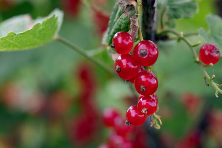 Bunch with part of red currant berries on branch with leaves on blurred natural green-red background. Crop residues after harvesting.の写真素材